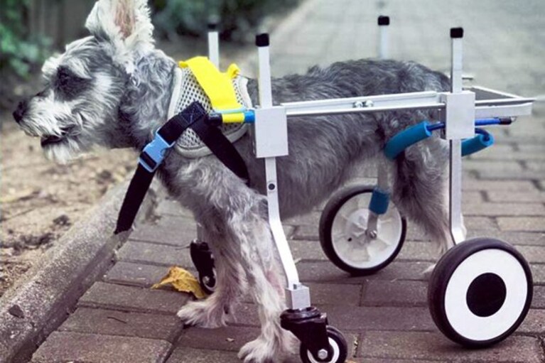 migliori carrellini per cani