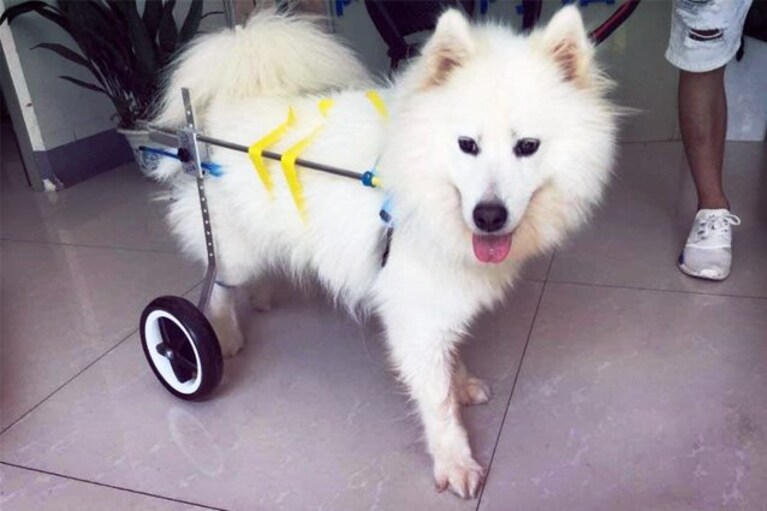 migliori carrellini per cani