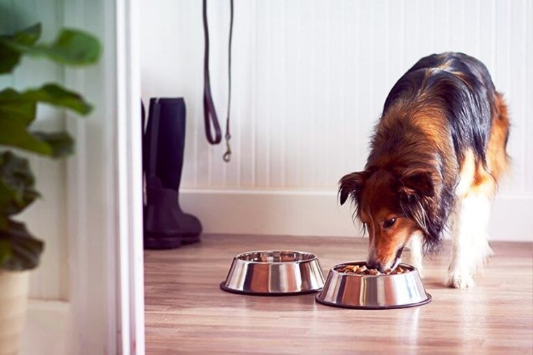 migliori ciotole per cani