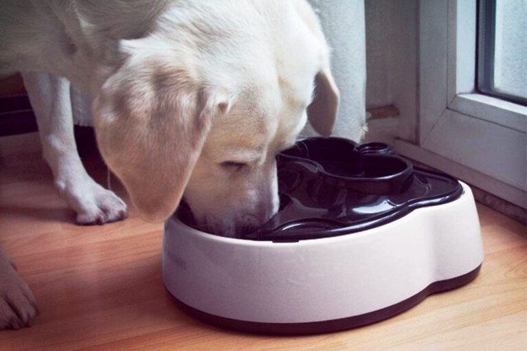 migliori ciotole per cani