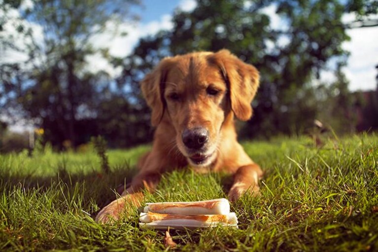 migliori snack per cani