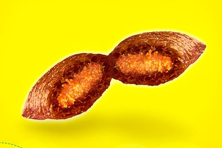 migliori snack per gatti