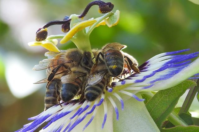 Oggi è la Giornata Mondiale delle Api: in Europa una specie su 10 rischia l'estinzione