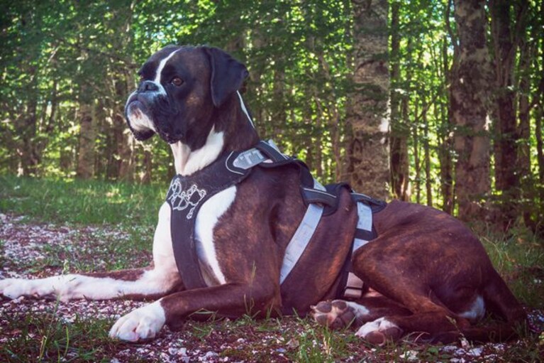 equipaggiamento trekking cani