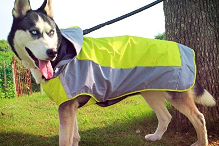 equipaggiamento trekking cane
