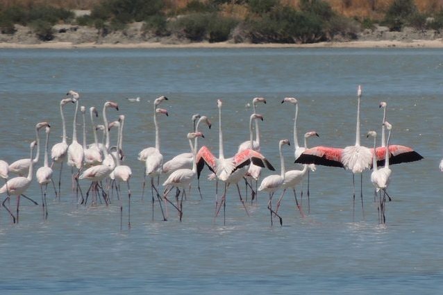 Fenicotteri alla laguna di Narta. Immagine di repertorio. Credit: Save the Blue Heart of Europe/Global Construction Review