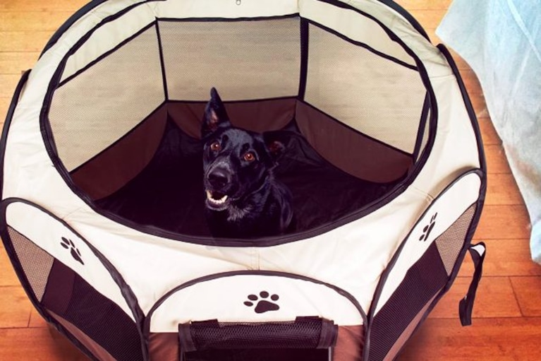 migliore box per cani