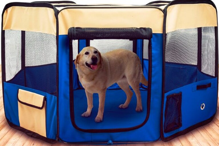 migliore box per cani