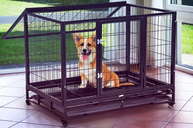 migliore box per cani