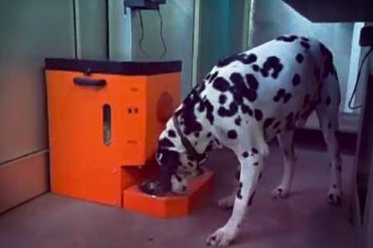 migliori accessori estivi cane
