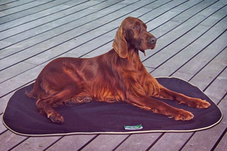 migliori accessori estivi cane