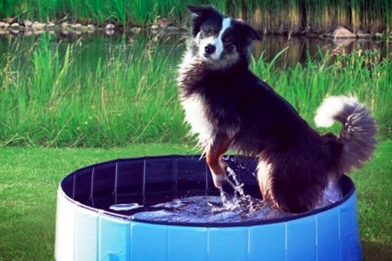 migliori accessori estivi cane