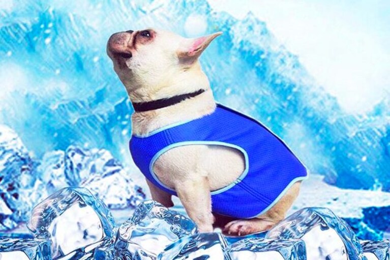 migliori accessori estivi cane