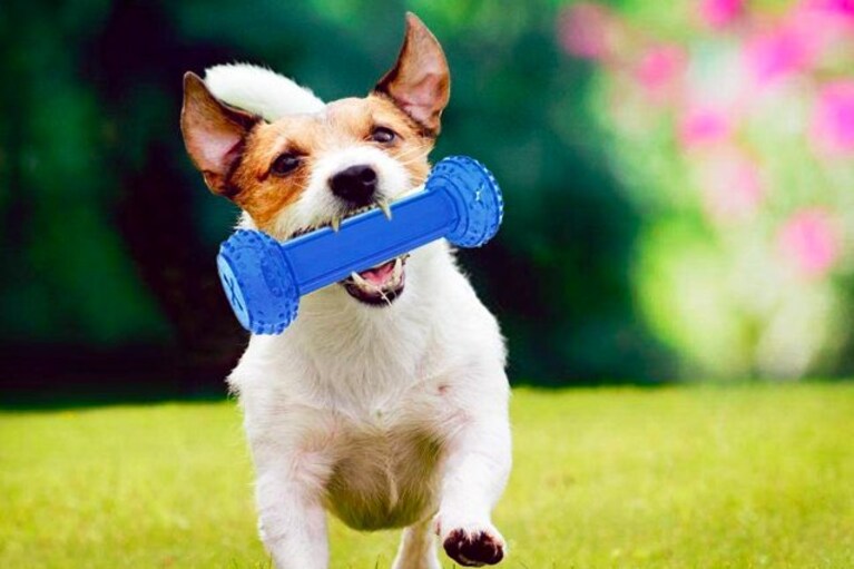 migliori accessori estivi cane