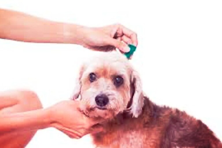 migliori accessori estivi cane