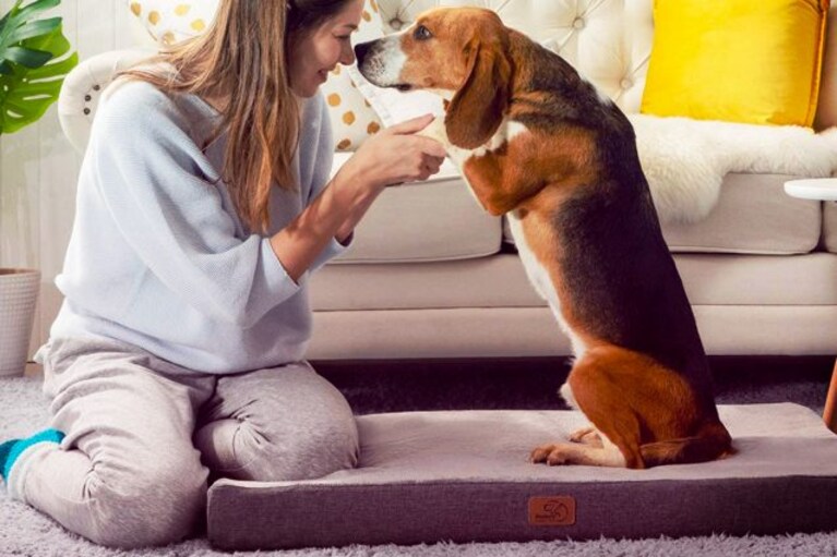 migliori cuscini per cani