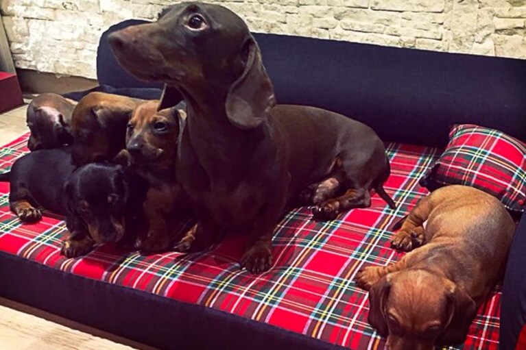 migliori cuscini per cani