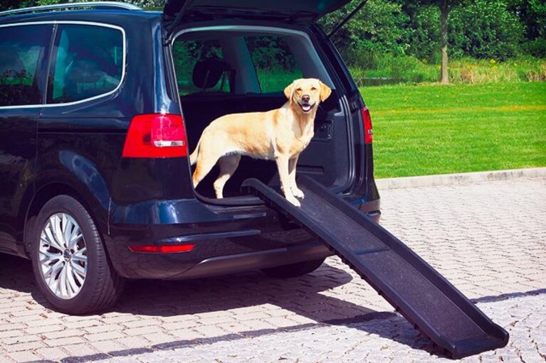 migliori rampe per cani