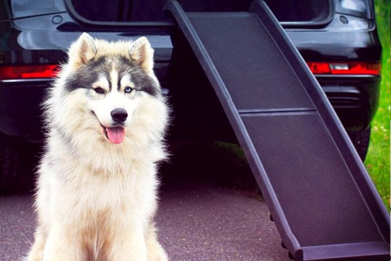 migliori rampe per cani