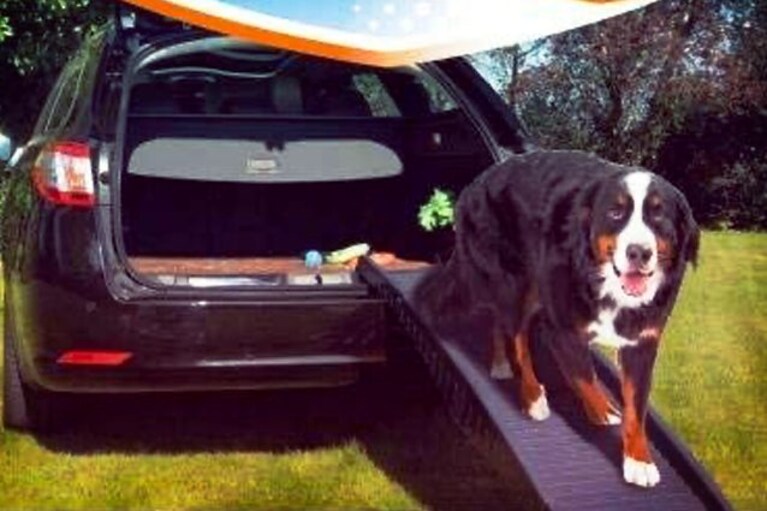 migliori rampe per cani