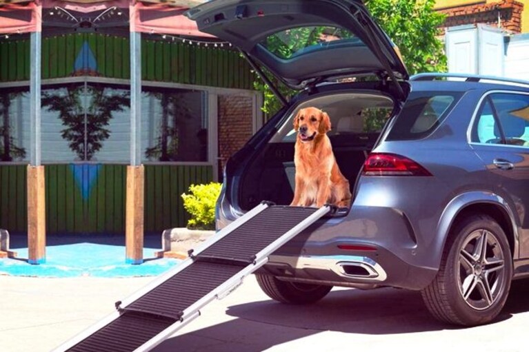 migliori rampe per cani