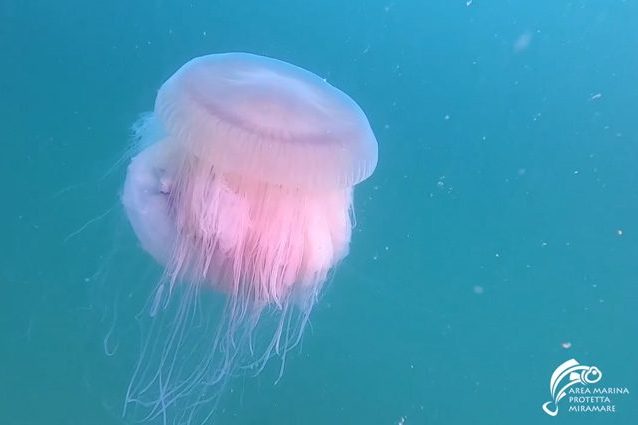 L’esemplare di Drymonema dalmatinum filmato nel Golfo di Trieste. Credit: Area Marina Protetta di Miramare/Facebook