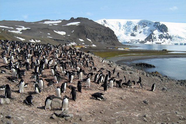 Le microplastiche sono entrate (anche) nella catena alimentare dell’Antartide: le prime prove