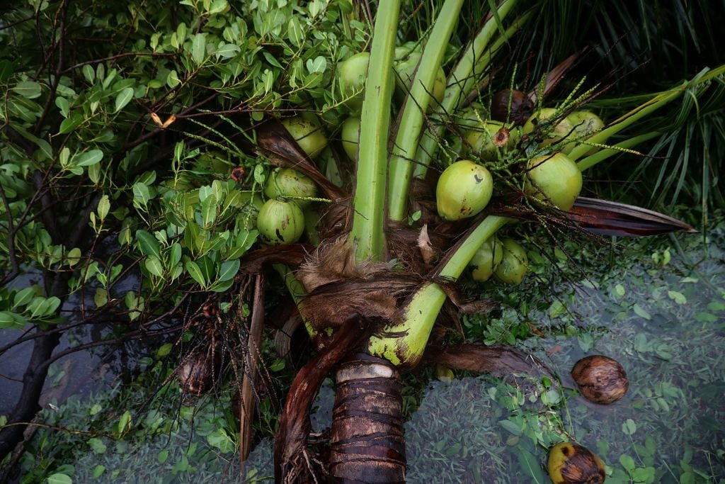 L’olio di cocco più dannoso dell’olio di palma per l’ambiente