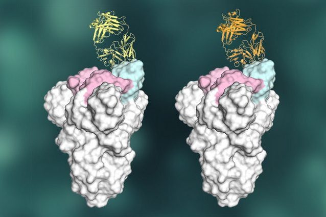 Due anticorpi neutralizzanti agganciati alla proteina S del coronavirus. Credit: Meng Yuan, Hejun Liu Nicholas Wu