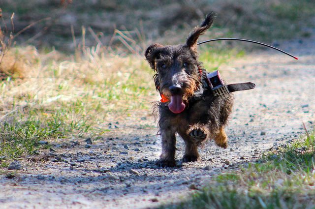 Un cane coinvolto nell’esperimento. Credit: ScienceMag/Kateřina Benediktová/Hynek Burda