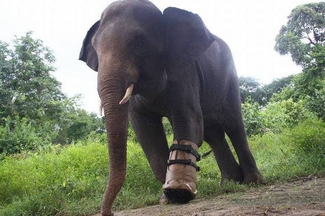 L’elefante Chhouk. Credit: Wildlife Alliance