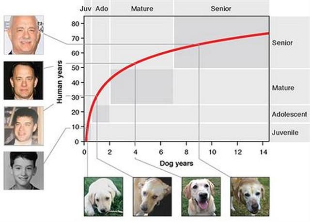 Il grafico per calcolare l’età dei cani. Credit Cell Press