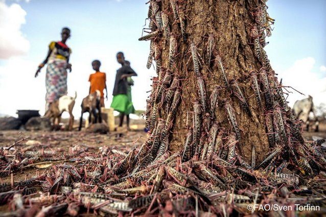 Locuste in Africa. Credit FAO/Sven Torfinn