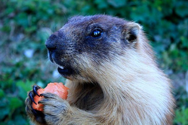 Marmotta tarbagan. Credit: Stéphane Magnenat