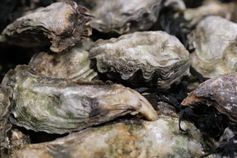 Le ostriche di importazione sono contaminate, i ...