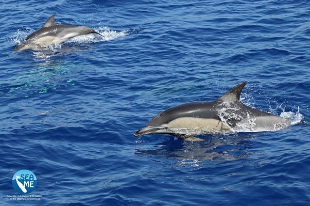 Delfini comuni. Credit: SEA ME