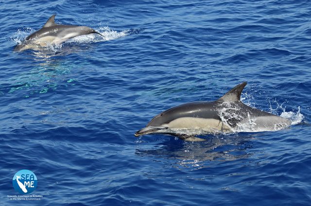 Delfini comuni. Credit: SEA ME