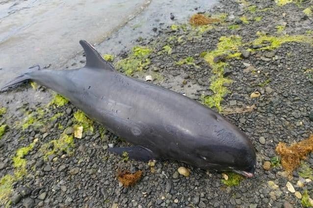 Uno dei delfini spiaggiati. Credit: Greenpeace Africa