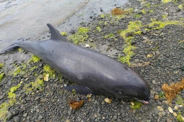 Uno dei delfini spiaggiati. Credit: Greenpeace Africa