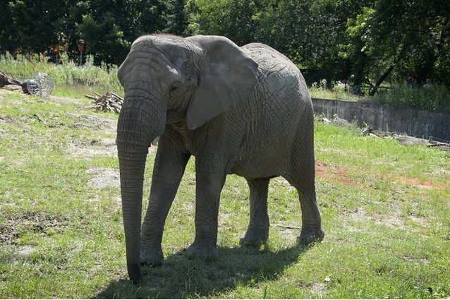 Un elefante africano ospitato allo zoo di Varsavia. Credit: Zoo di Varsavia