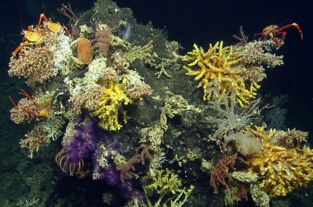 Alcune delle nuove specie scoperte. Credit: Ocean Exploration Trust / Nautilus Live.