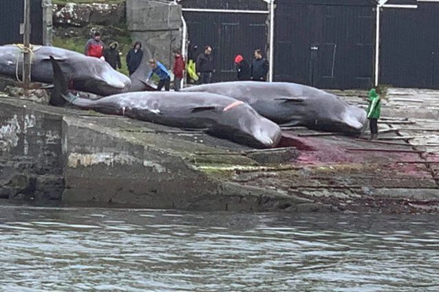 Alcuni degli iperodonti boreali uccisi alle Faroe. Credit: Sea Shepherd