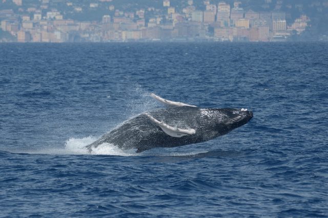 Una delle due megattere (la madre) avvistate davanti a Genova. Credit: Liguria Whale Watching
