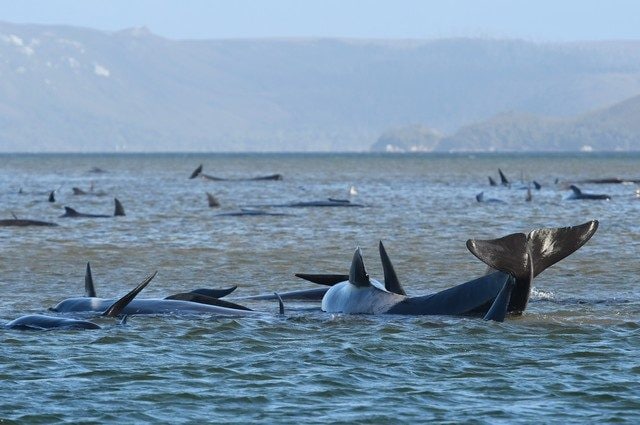 Almeno 380 cetacei sono morti nel peggior spiaggiamento di massa nella storia dell'Australia