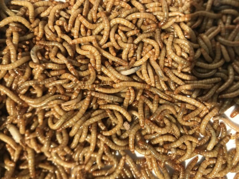Questi Insetti Sono Il Cibo sostenibile Del Futuro
