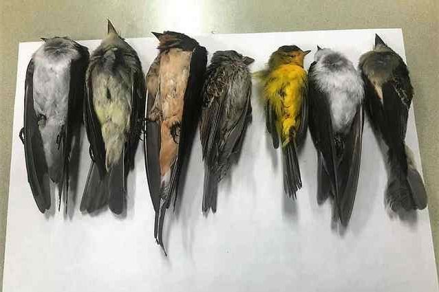 Alcuni degli uccelli trovati morti. Credit: Martha Desmond / New Mexico State University