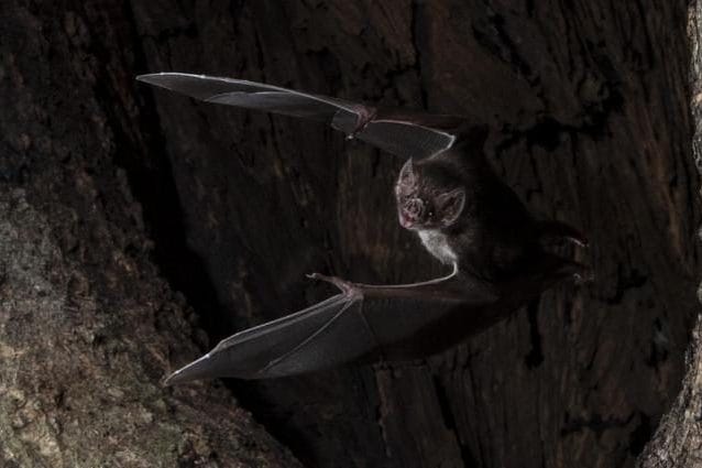 Un esemplare di vampiro vero di Azara. Credit: Sherri and Brock Fenton/Behavioral Ecology