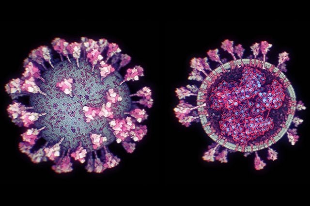 Rendering del coronavirus. Credit: KAUST; Ivan Viola
