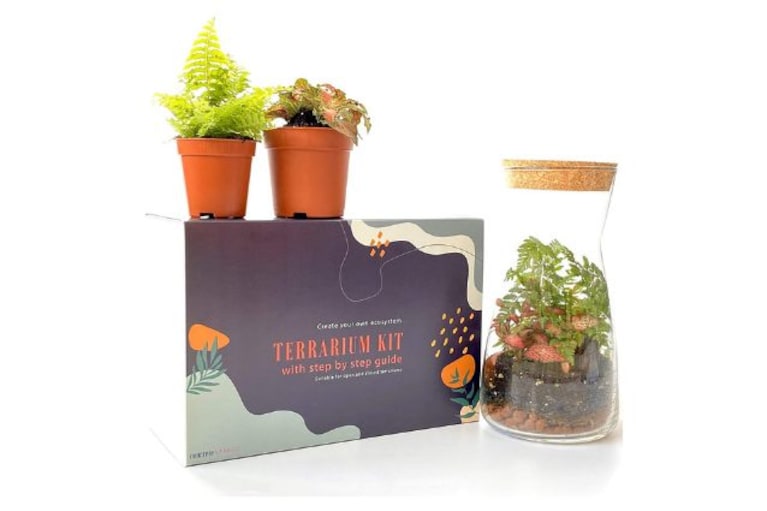 Concretelab&co kit con felce e fittonia