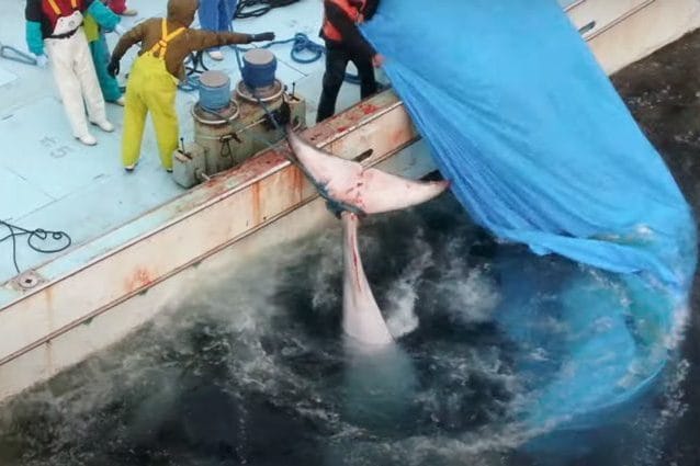 La balenottera minore affogata dai pescatori giapponesi. Credit: LIA/Dolphin Project